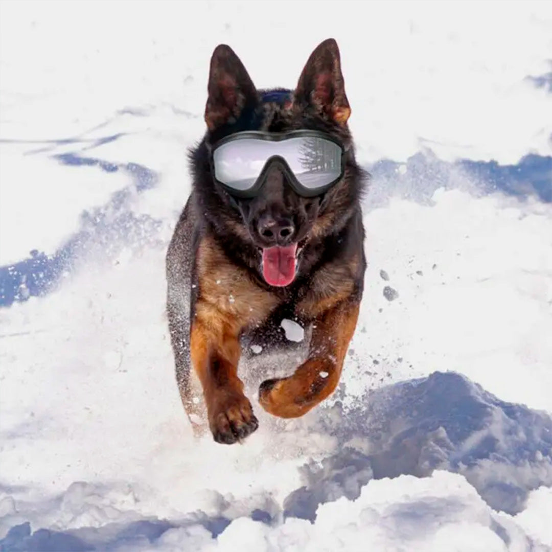 Gafas de viaje para perros